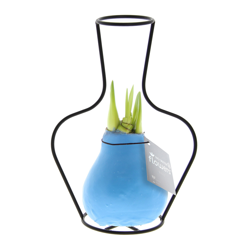 No Water Flowers® - Formz classic, In luxury box, Pastel paars - Pastel blauw