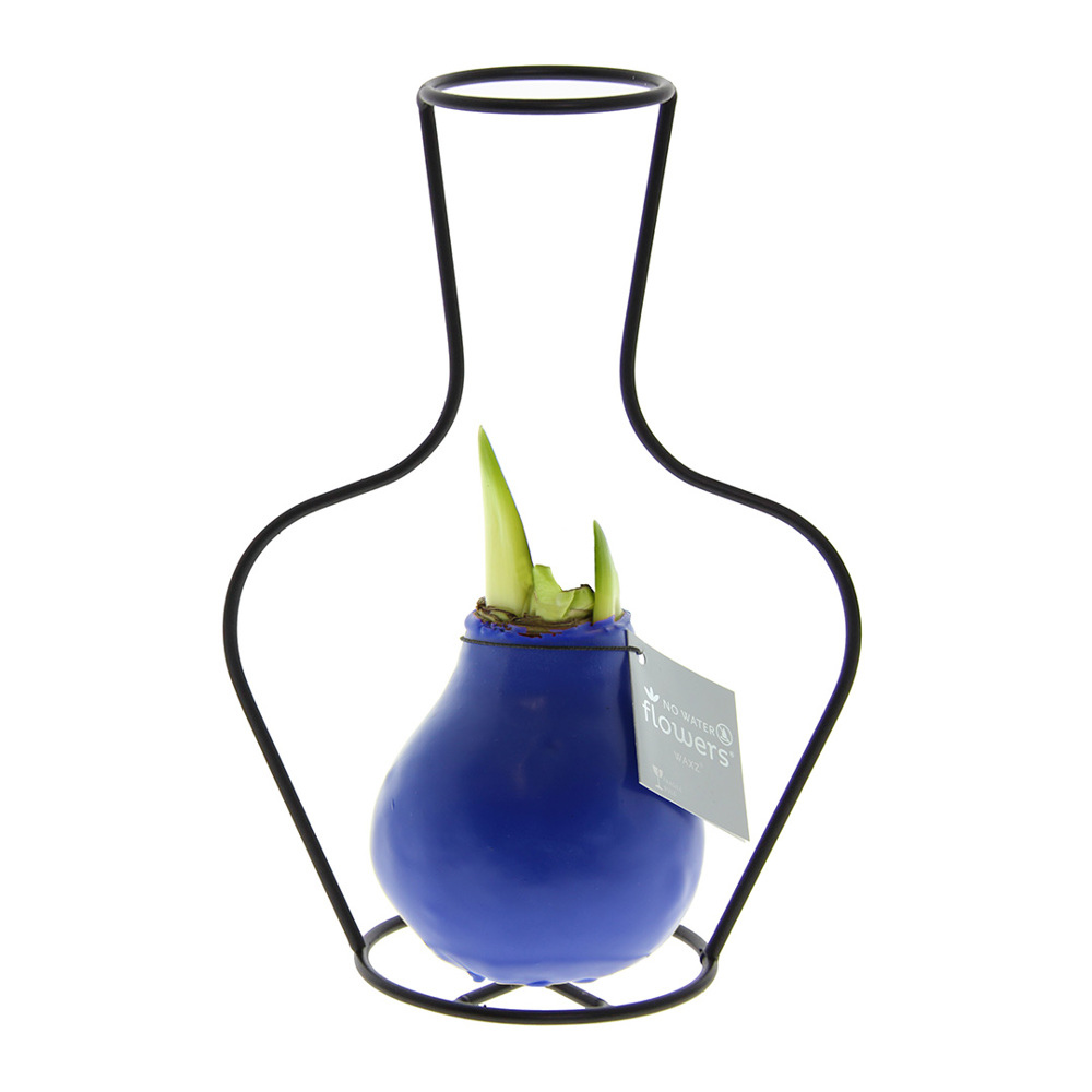No Water Flowers® - Formz classic, In luxury box, Pastel paars - blauw