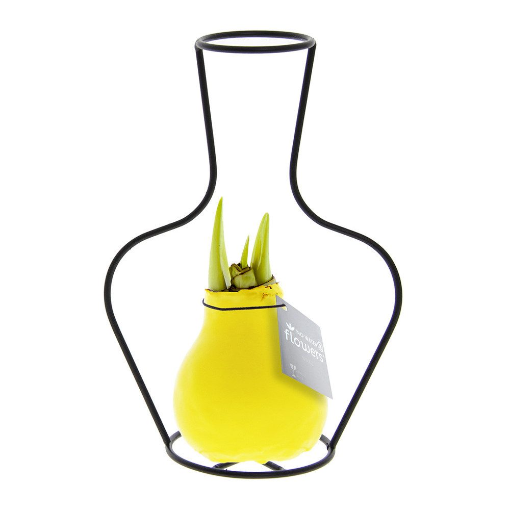 No Water Flowers® - Formz classic, In luxury box, Pastel paars - Geel