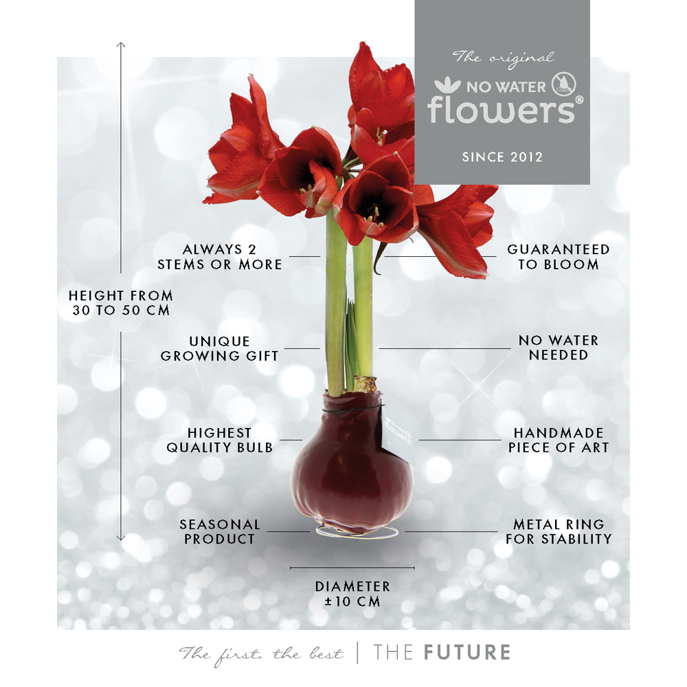 No Water Flowers® - Formz classic, In luxury box, Pastel roze