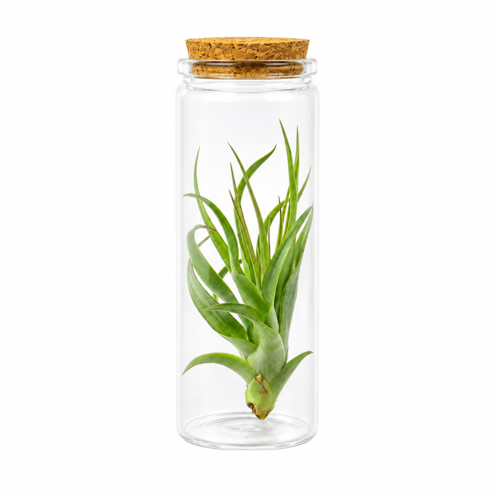 Airplant - Glass bottle medium